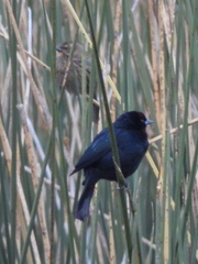 Chrysomus ruficapillus
