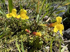 Erythranthe caespitosa
