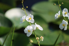 Sagittaria
