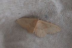 Idaea eugeniata