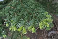 Abies magnifica magnifica