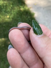 Storeria occipitomaculata