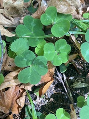 Oxalis