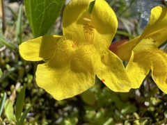 Erythranthe caespitosa