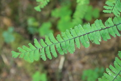 Adiantum aleuticum