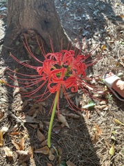 Lycoris radiata