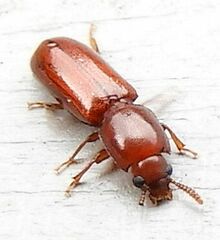 Corticeus parallelus