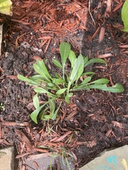 Coreopsis lanceolata