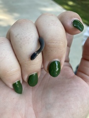 Storeria occipitomaculata