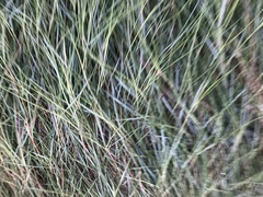 Sporobolus pumilus