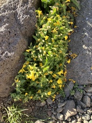 Erythranthe caespitosa