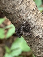 Resupinatus alboniger
