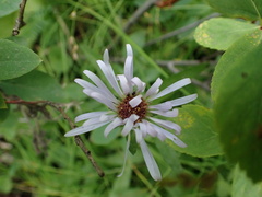 Symphyotrichum chilense