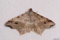 Macaria alternata