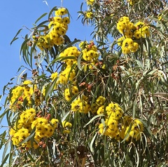 Eucalyptus erythrocorys