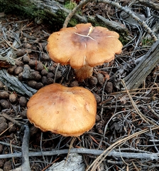 Gymnopilus