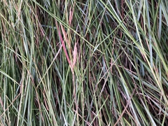 Sporobolus pumilus