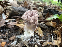Ramaria fennica