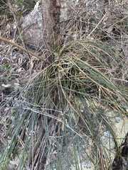 Xanthorrhoea macronema