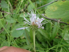 Symphyotrichum chilense