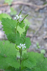 Alliaria petiolata