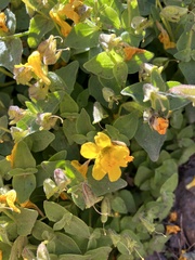 Erythranthe caespitosa