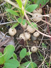 Lycoperdon pratense
