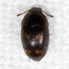 Litargus tetraspilotus