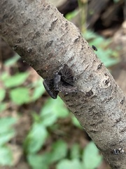 Resupinatus alboniger