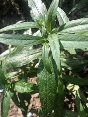 Eclipta prostrata