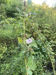 Althaea officinalis