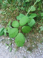Rubus armeniacus
