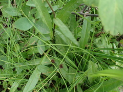 Symphyotrichum chilense