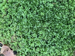 Plagiomnium cuspidatum