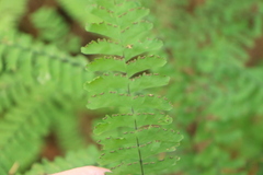 Adiantum aleuticum