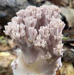 Ramaria fennica