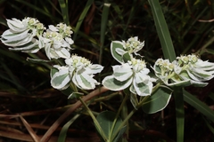 Euphorbia marginata