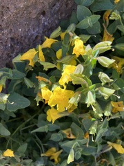 Erythranthe caespitosa