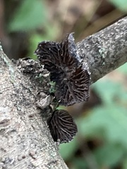 Resupinatus alboniger