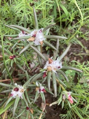 Portulaca