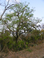Enterolobium