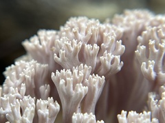 Ramaria fennica