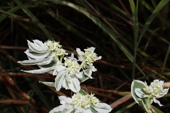 Euphorbia marginata