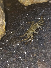 Grapsus grapsus