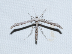 Oidaematophorus phaceliae