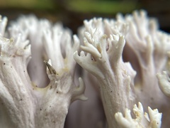 Ramaria fennica