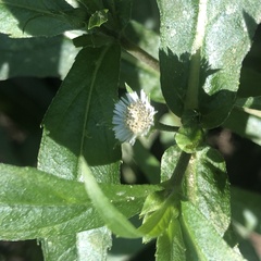 Eclipta prostrata
