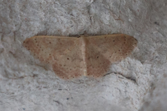 Idaea eugeniata