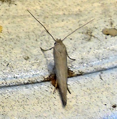 Scythrididae