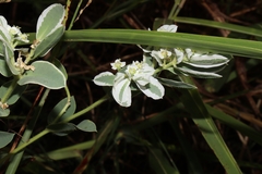 Euphorbia marginata